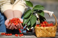 5月18日至6月16日，“櫻桃之約”邀你共赴！